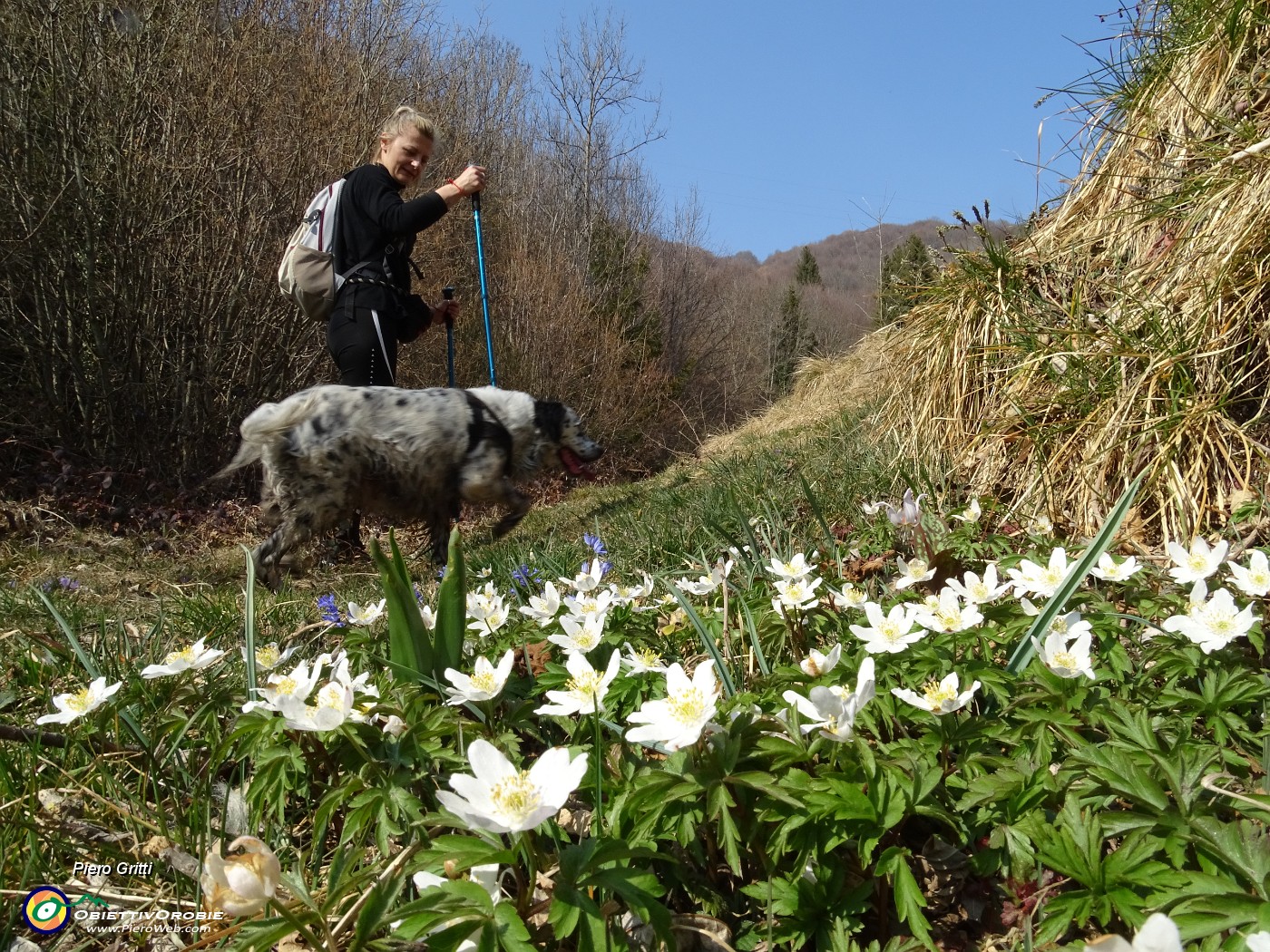 15 Anemone silvestre - Anemoides nemorosa.JPG
